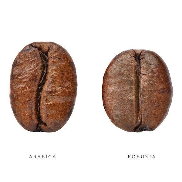 Arabica thơm hơn Robusta?