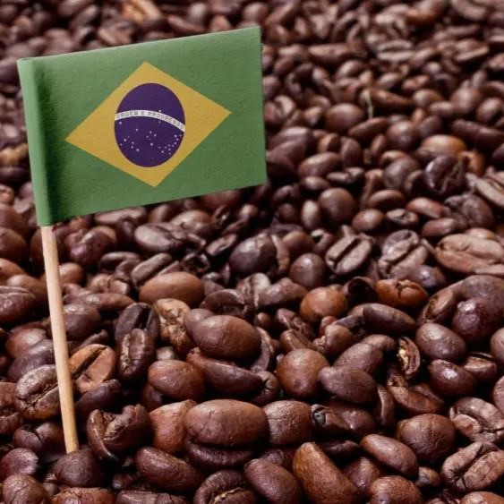 Khi giá giảm nhưng chi phí tăng: Nông dân Brazil đang thích nghi như thế nào?