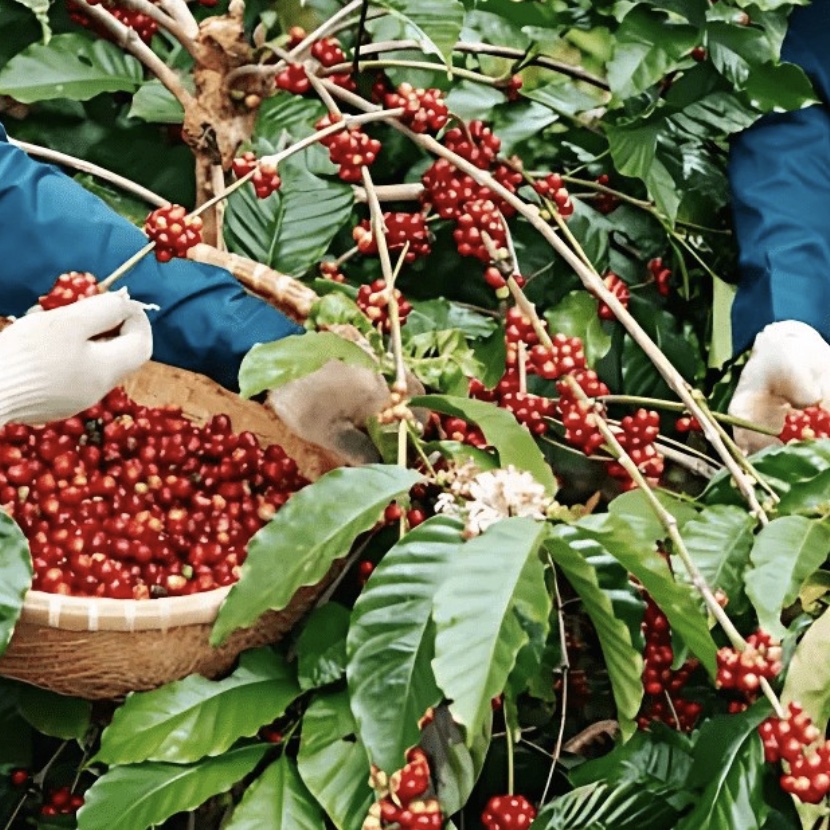 Vì sao Việt Nam trở thành cường quốc cà phê Robusta?