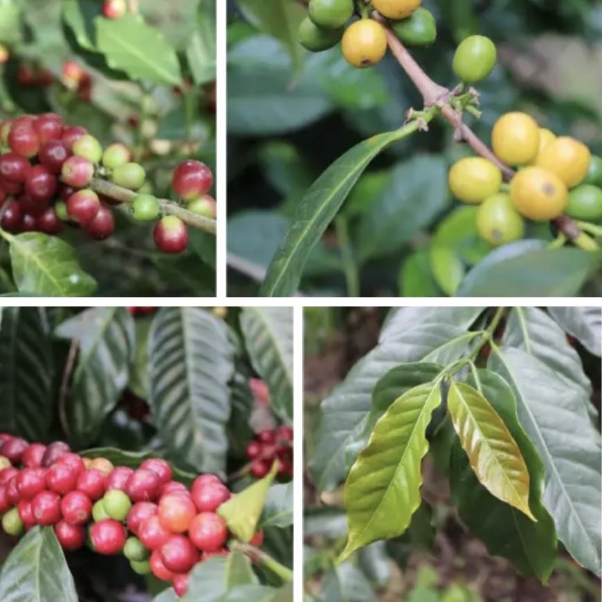 Arabica, Robusta và Liberica: Việt Nam thực sự có những loài cà phê nào?