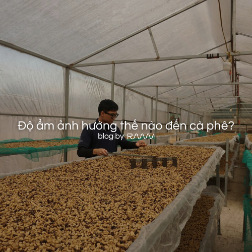 Độ ẩm ảnh hướng thế nào đến cà phê?