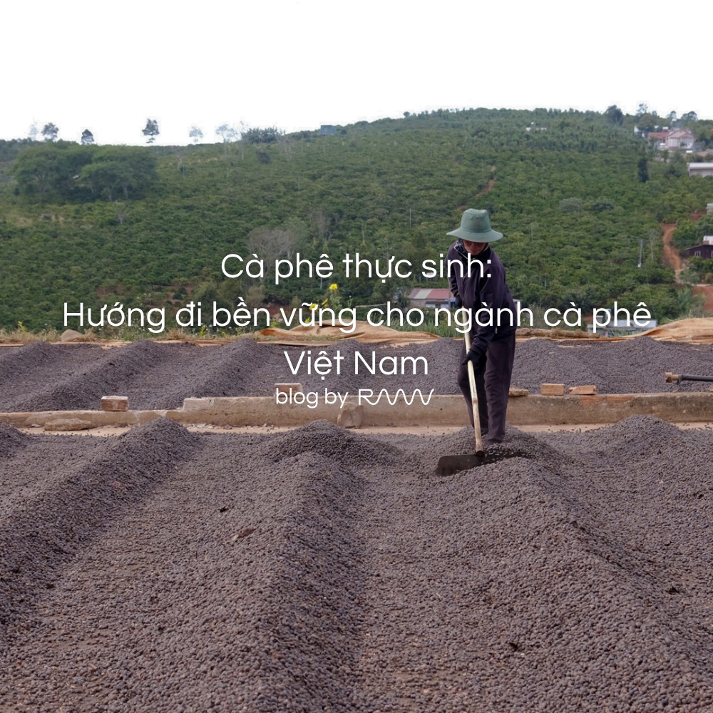 Cà phê thực sinh: Hướng đi bền vững cho ngành cà phê Việt Nam