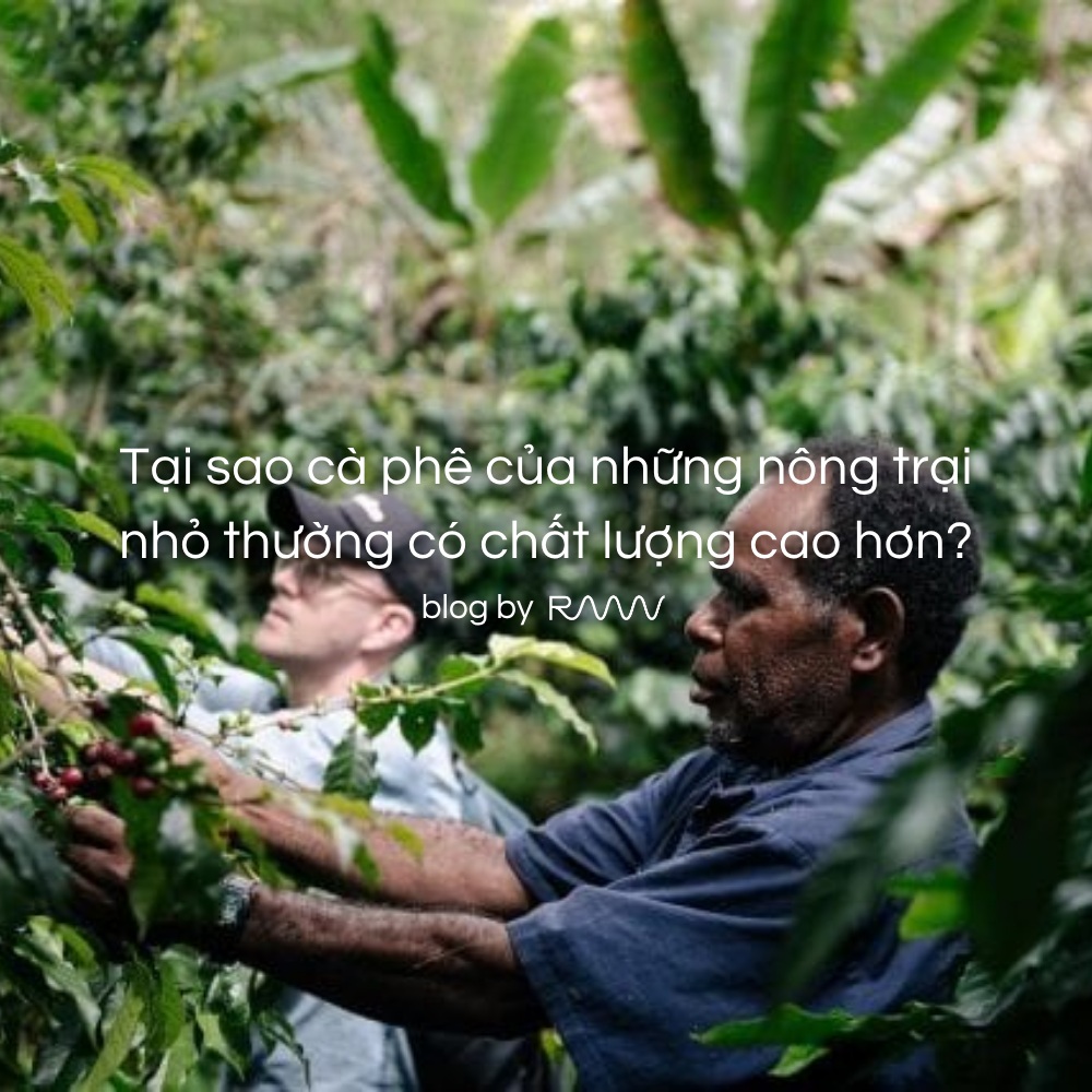 Tại sao cà phê của những nông trại nhỏ thường có chất lượng cao hơn?