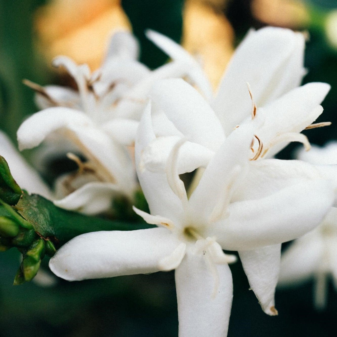 Tại sao cà phê lại có mùi hoa?