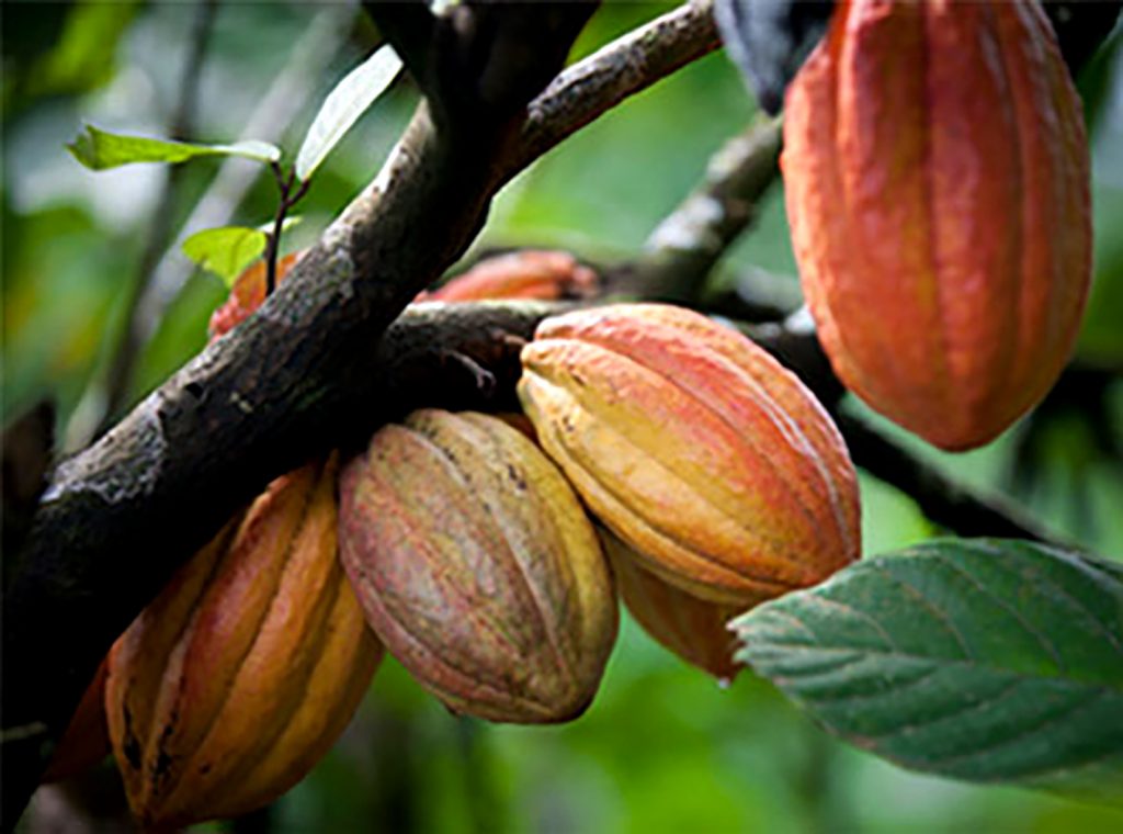HÀNH TRÌNH CHOCOLATE – PHẦN 1: TỪ CÂY CACAO TỚI HẠT CACAO