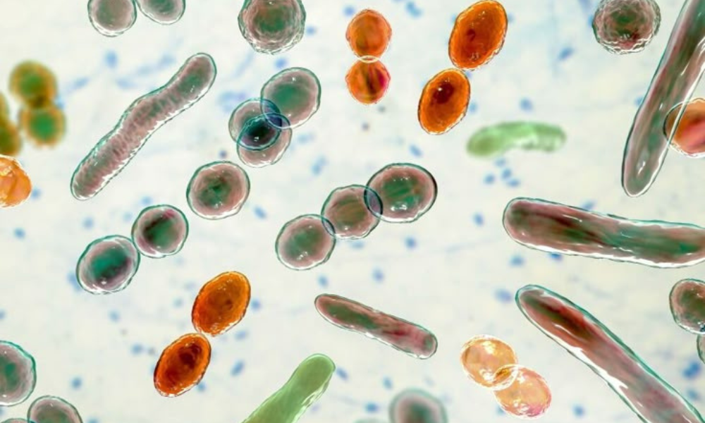 Skin Microbiome – Hệ sinh thái vi sinh vật trên da