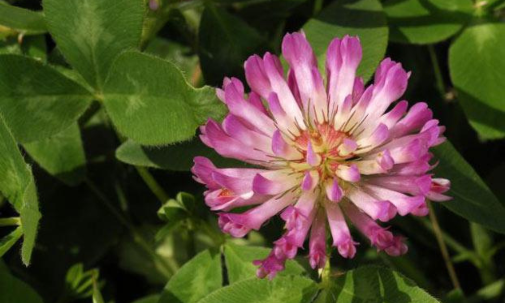 Trifolium Pratense Extract (Chiết xuất Cỏ ba lá đỏ)