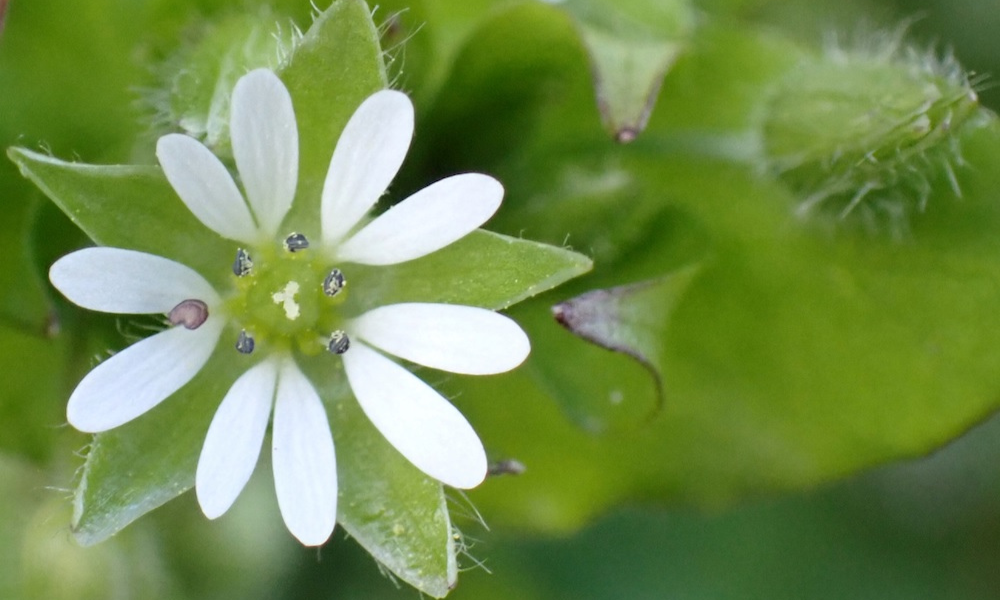 Chiết xuất Stellaria Media (Rau má ngỗng)