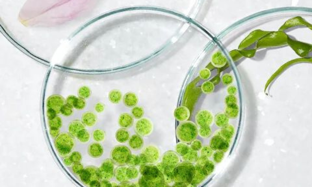 Xu hướng mĩ phẩm vi sinh