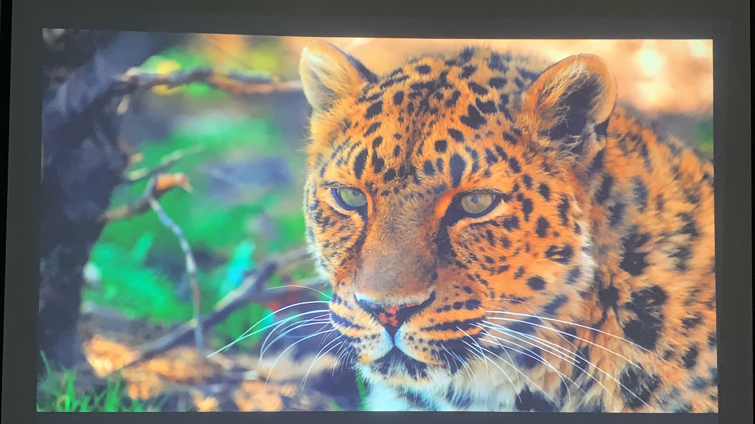 Máy chiếu cũ Epson EB-W41