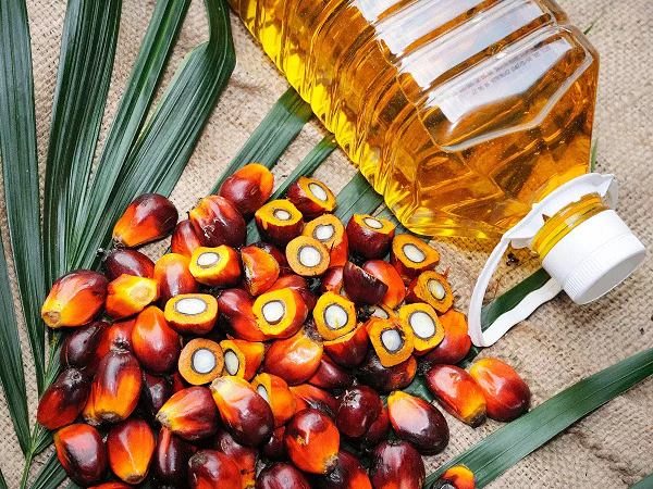 Giá dầu cọ có dấu hiệu điều chỉnh