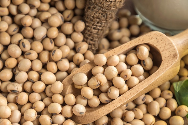 Số liệu bán hàng đậu tương của Mỹ trong báo cáo Export Sales tối nay có thể sẽ tạo áp lực lên giá mặt hàng này