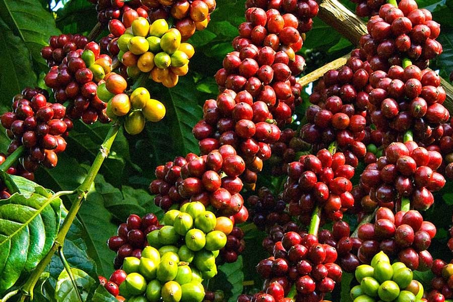 Giới phân tích hạ dần kỳ vọng về nguồn cung tích cực trong niên vụ tới tại Brazil có thể đẩy giá Arabica tiếp tục tăng