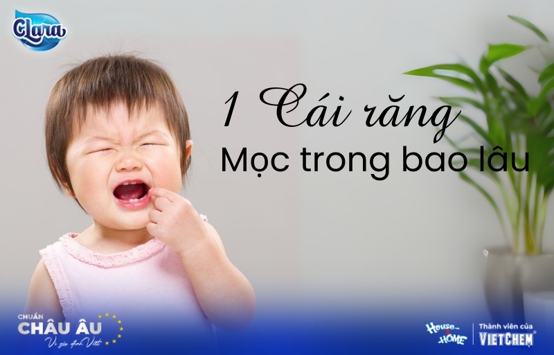 1 cái răng mọc trong bao lâu? Dấu hiệu & Cách chăm sóc trẻ mọc răng