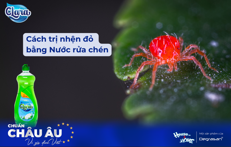 Cách Trị Nhện Đỏ Bằng Nước Rửa Chén Hiệu Quả - Giải Pháp Đơn Giản Từ Nguyên Liệu Có Sẵn