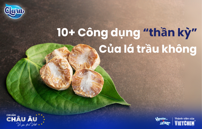 Lá trầu không có tác dụng gì? 10+ công dụng & cách dùng tại nhà chuẩn y học