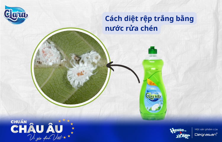 Cách Diệt Rệp Trắng Bằng Nước Rửa Chén: Giải Pháp Hiệu Quả Và An Toàn