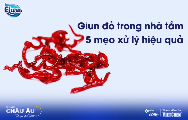 Giun đỏ trong nhà tắm có hại không? 5 mẹo đuổi giun đỏ hiệu quả ngay lần đầu tiên