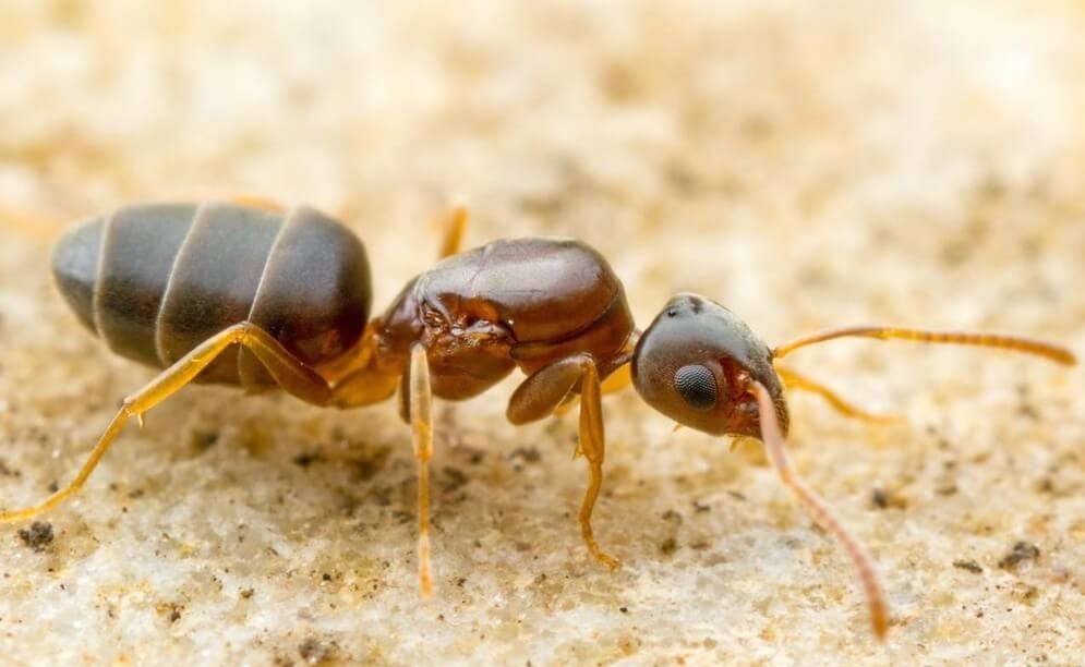 Cách diệt kiến hôi trong nhà nhanh nhất và không dám quay lại