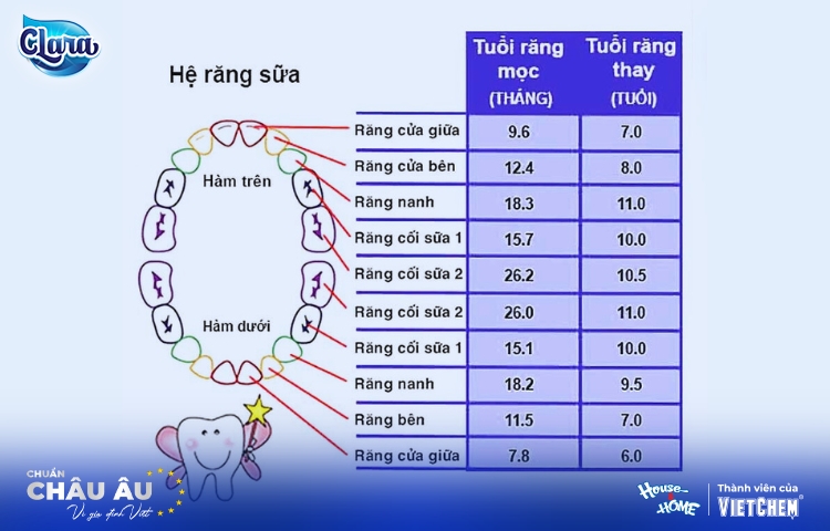 Răng hàm có thay không? Sự thật có thể bạn chưa biết về hàm răng của trẻ