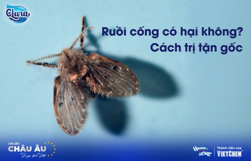 Ruồi cống có hại không? Cách trị ruồi cống tận gốc hiệu quả cao