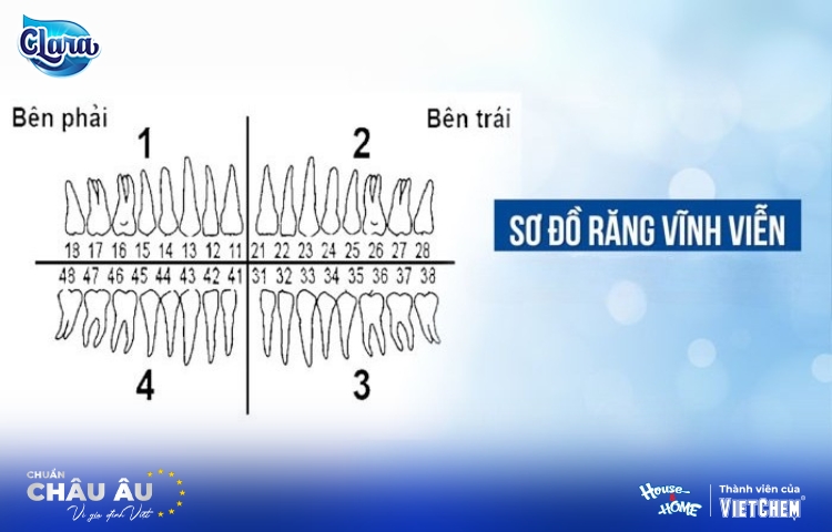 Giải mã sơ đồ răng sữa và răng vĩnh viễn chuẩn nha khoa Việt Nam