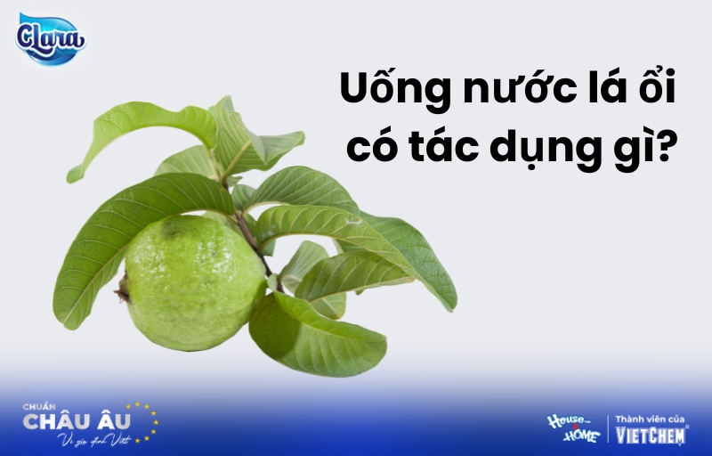 Uống nước lá ổi có tác dụng gì? Lợi ích là những lưu ý quan trọng