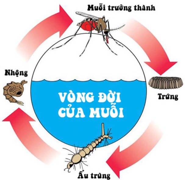 Sơ đồ vòng đời của muỗi 