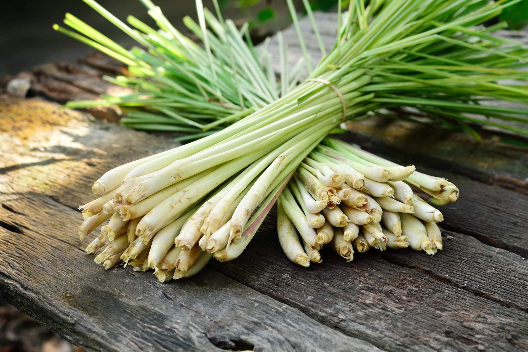 Tinh dầu sả giúp đuổi muỗi hiệu quả 