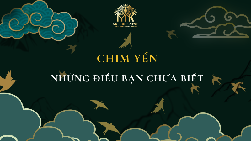Chim Yến - Những Điều Bạn Chưa Biết