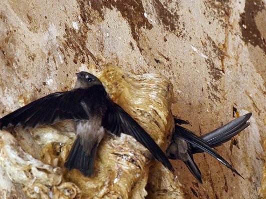 Sự khác biệt giữa yến tự nhiên và yến nhà