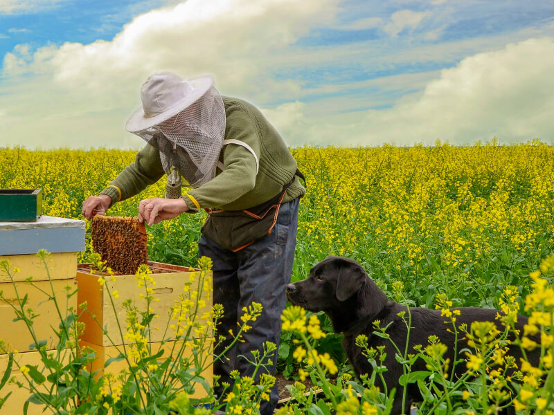 Mật ong rừng và mật ong nuôi loại nào tốt hơn?