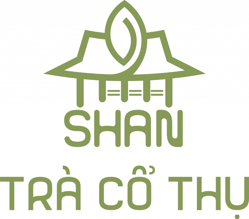 shan trà cổ thụ
