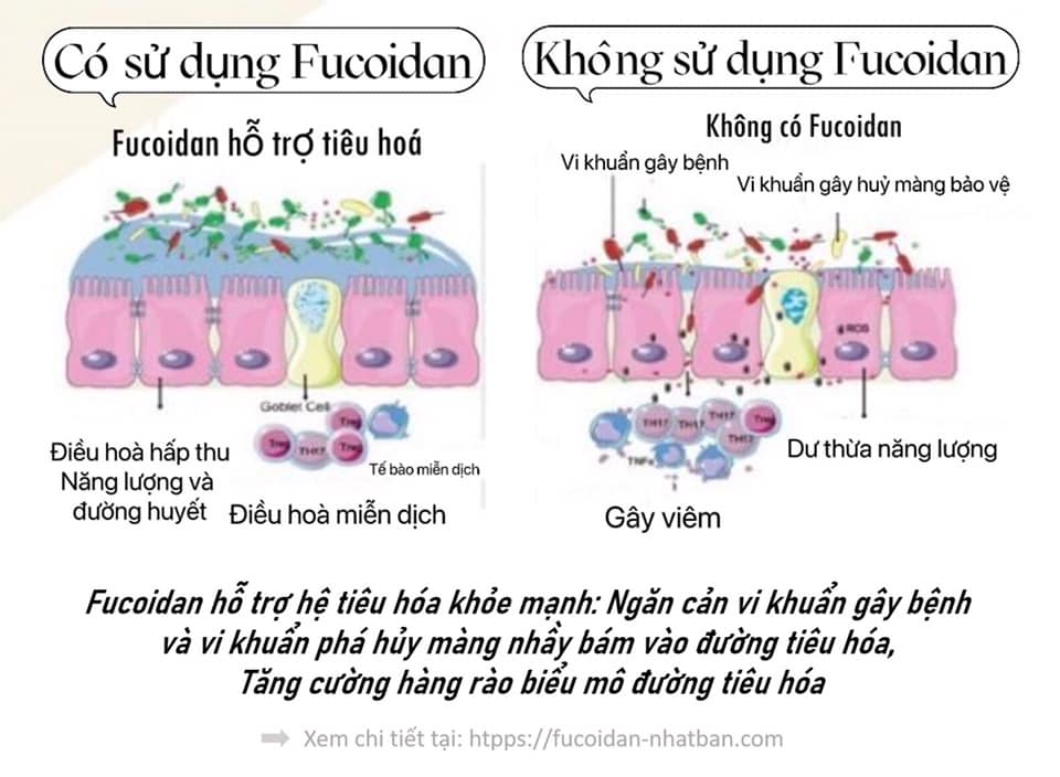 NGƯỜI BÌNH THƯỜNG CÓ NÊN DÙNG 𝐅𝐔𝐂𝐎𝐈𝐃𝐀𝐍 KHÔNG?