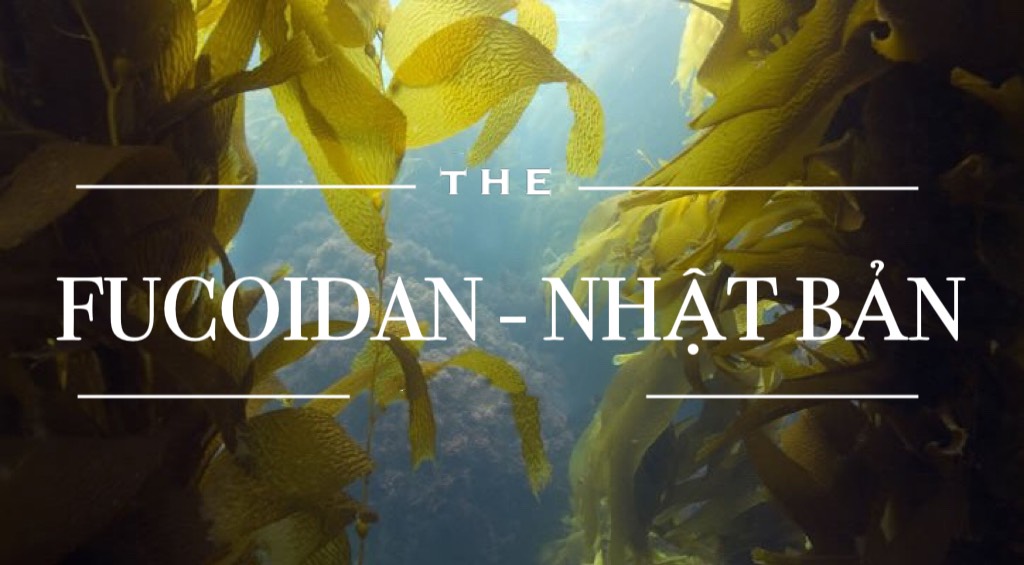 Fucoidan Nhật Bản