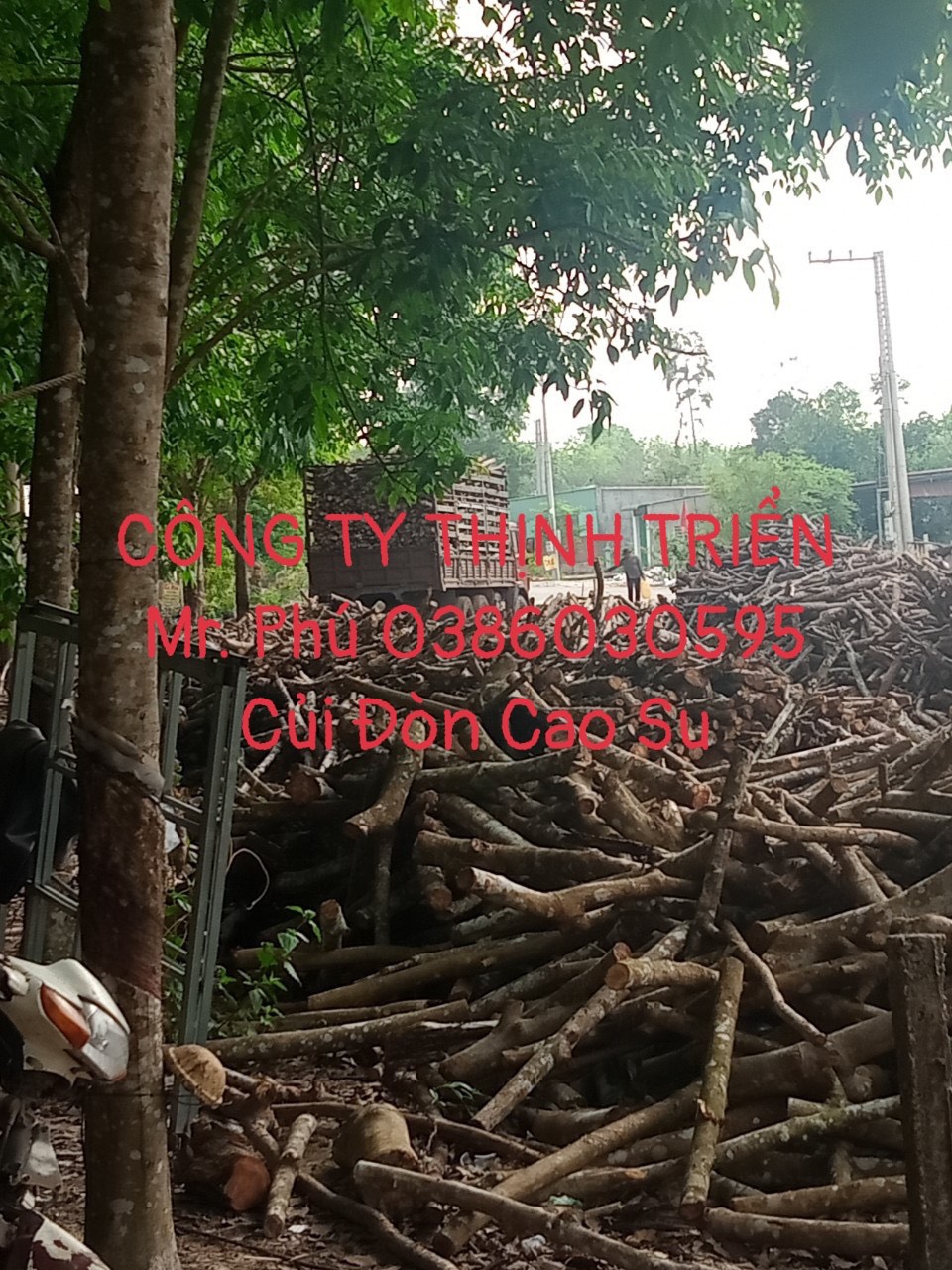 Củi Đòn Cao Su