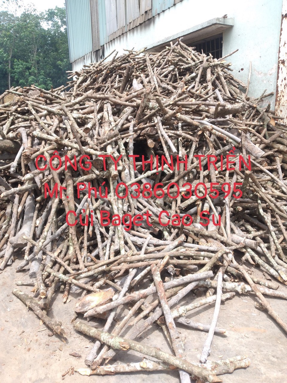 Củi Baget Cao Su