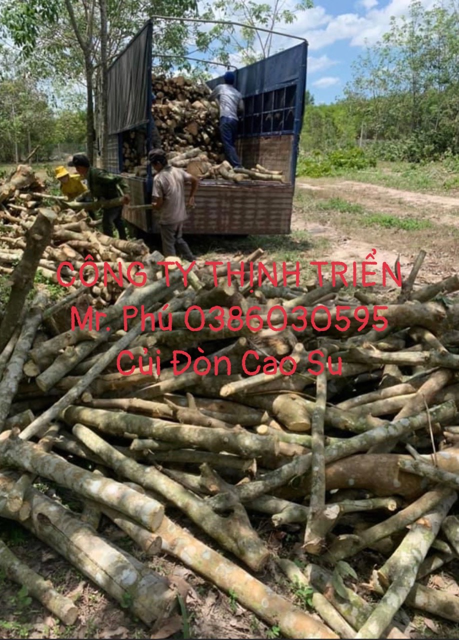 Củi Đòn Cao Su
