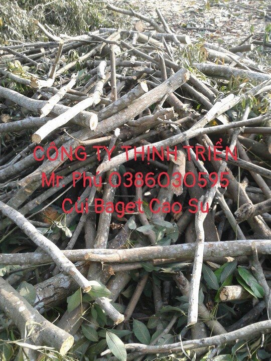 Củi Baget Cao Su