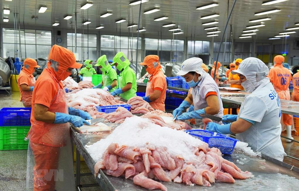 The US and Chinese markets are very potential destination for Vietnamese pangasius businesses