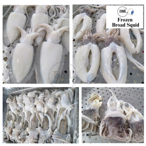 Frozen Broad Squid