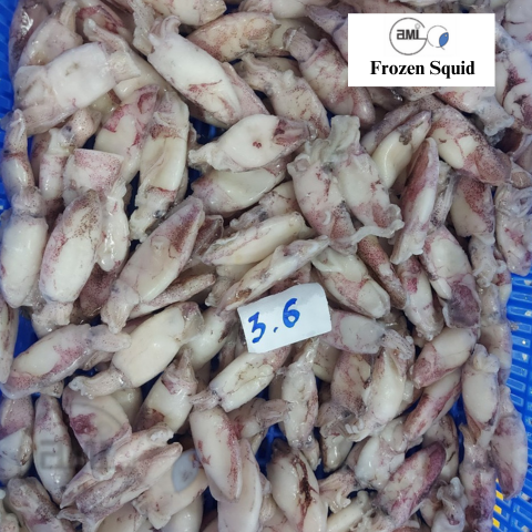 Frozen Squid