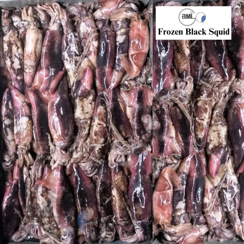Frozen Black Squid