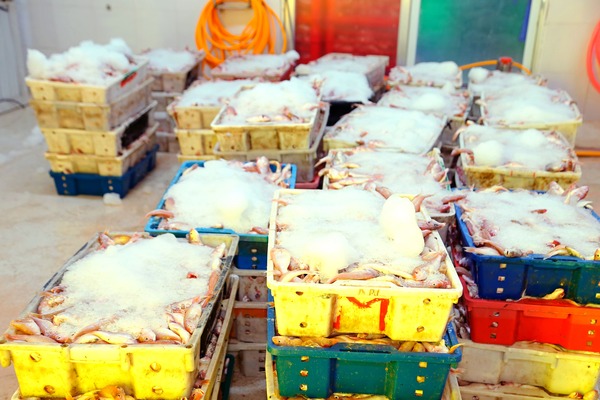 amigo-seafood.com