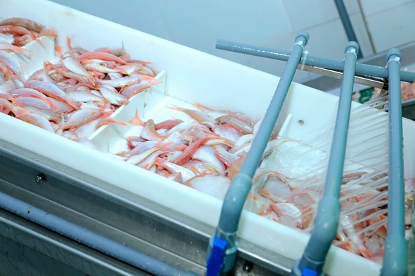 amigo-seafood.com