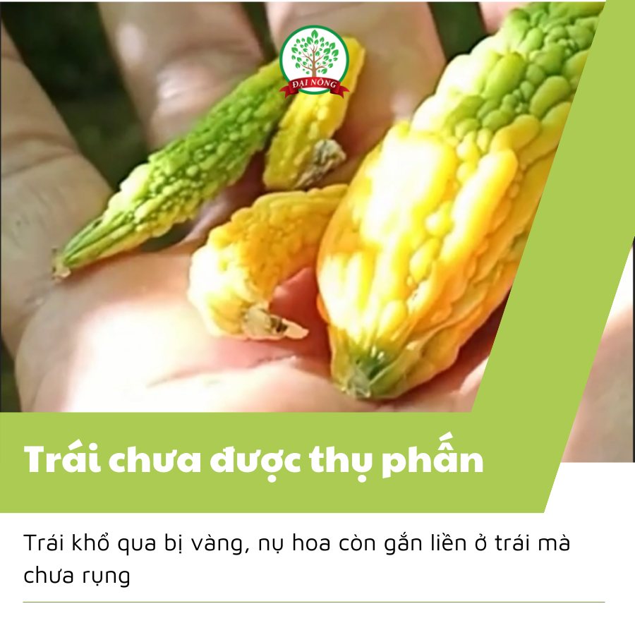 Khổ qua bị vàng trái non