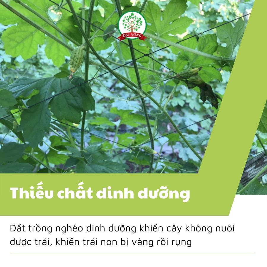 Khổ qua bị vàng trái non