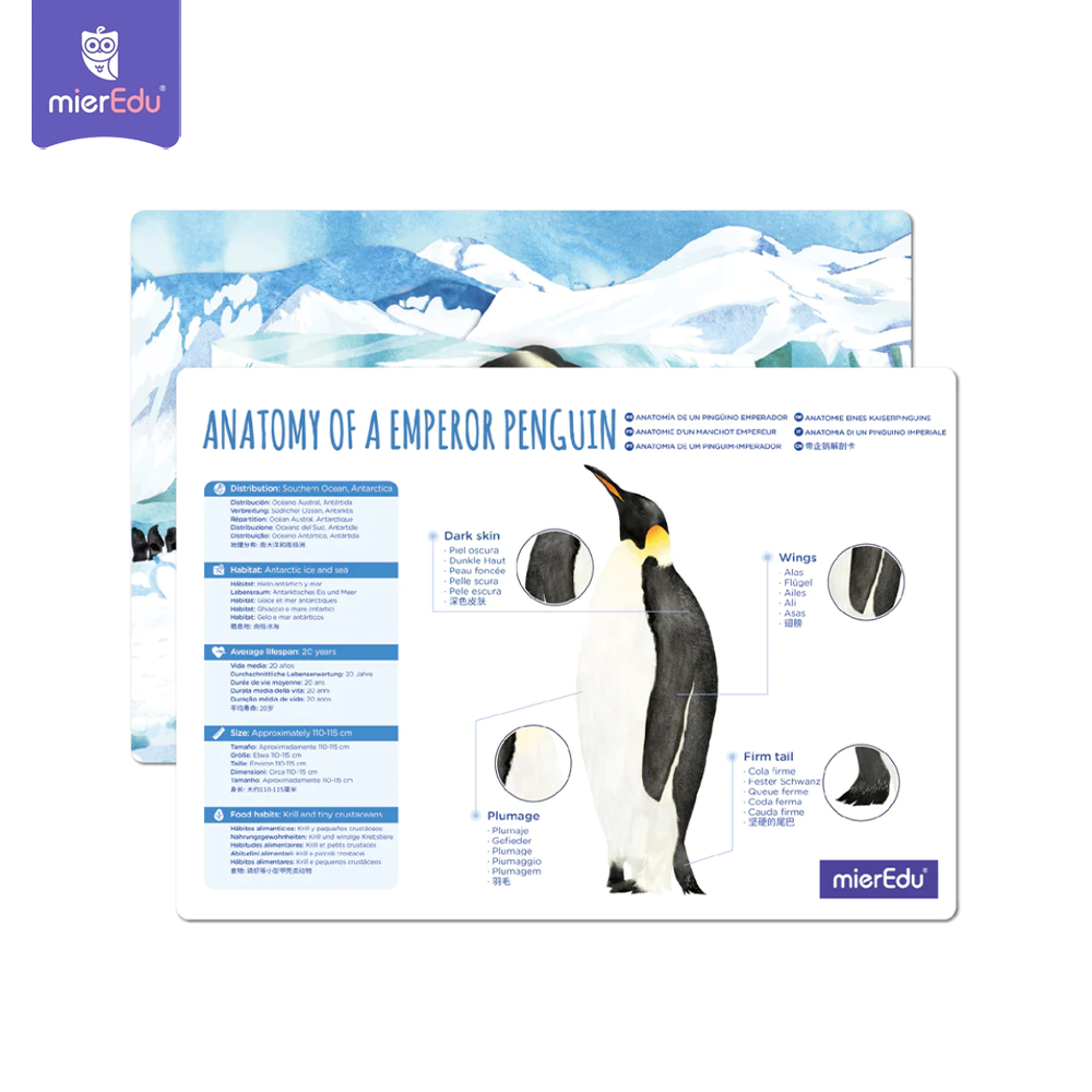 Bộ lắp ghép 3D chi tiết mierEdu - Phiên bản đặc biệt