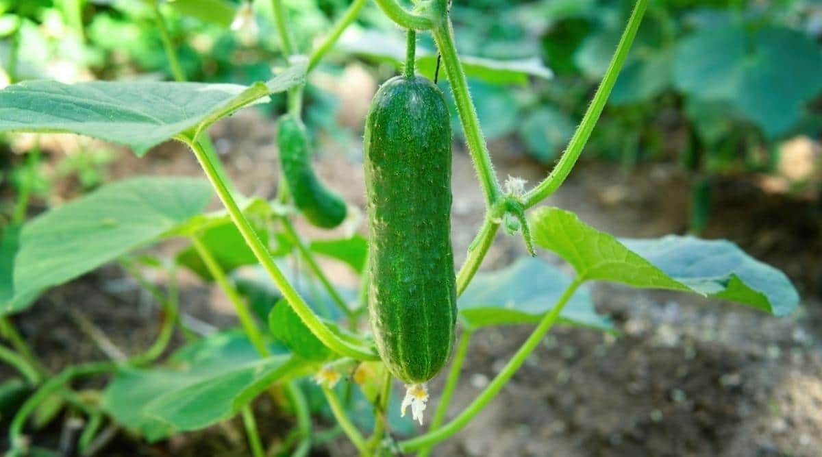 Có Nên Thường Xuyên Ăn Dưa Leo Không? 7 Lợi Ích Và Lưu Ý Khi Dùng Mỗi Ngày
