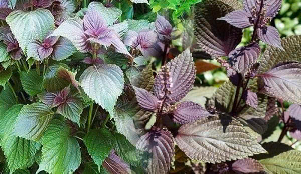 6 Nhóm Người Không Nên Ăn Lá Tía Tô – Tưởng Bổ Nhưng Có Thể Gây Hại